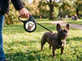 Personalized French Bulldog Retractable Dog Leash — Custom Name & Photo Pet Leash