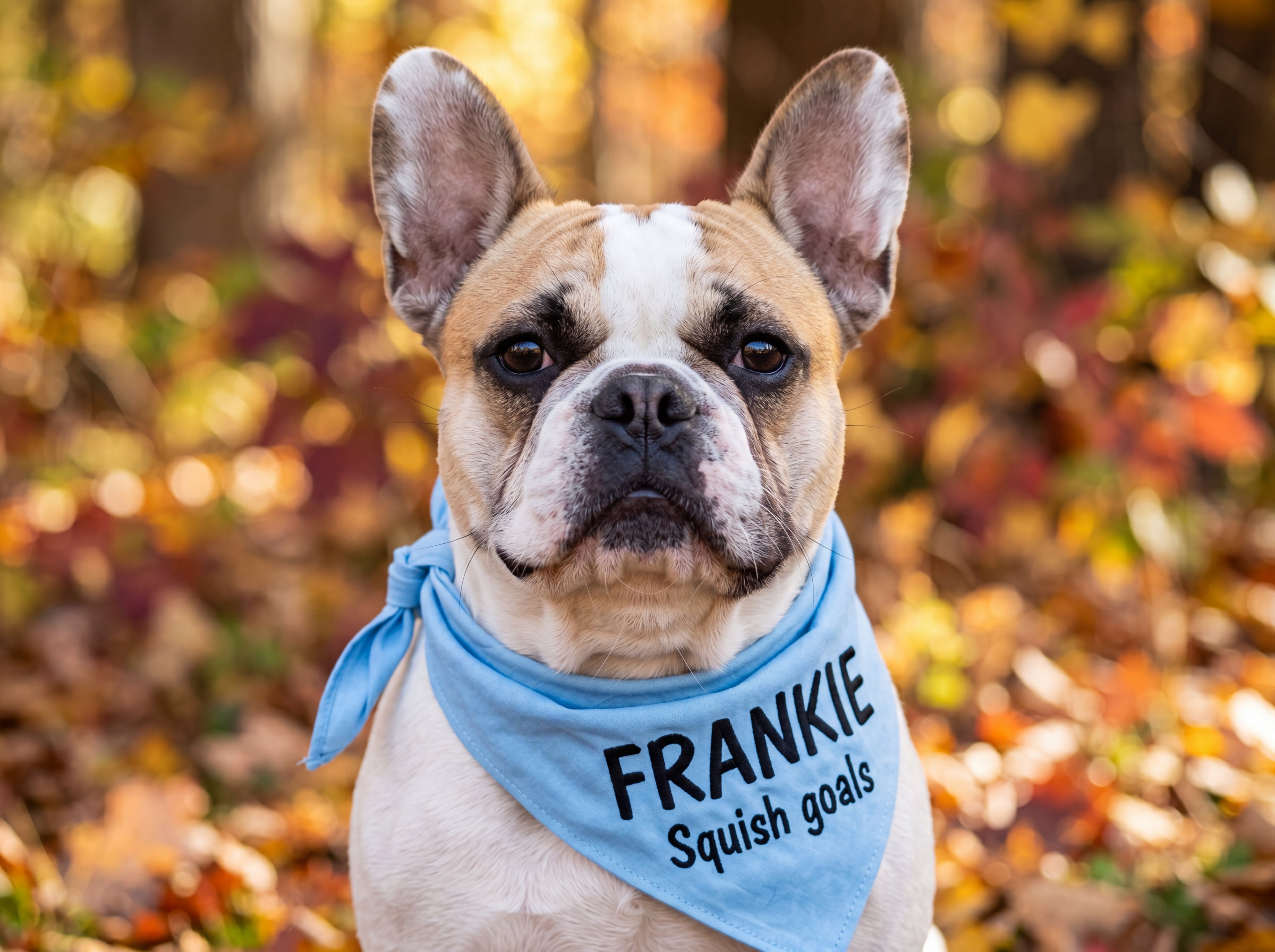 Personalized French Bulldog Bandana | Custom Name Pet Bandana | Sky Blue Squish Goals Dog Bandana