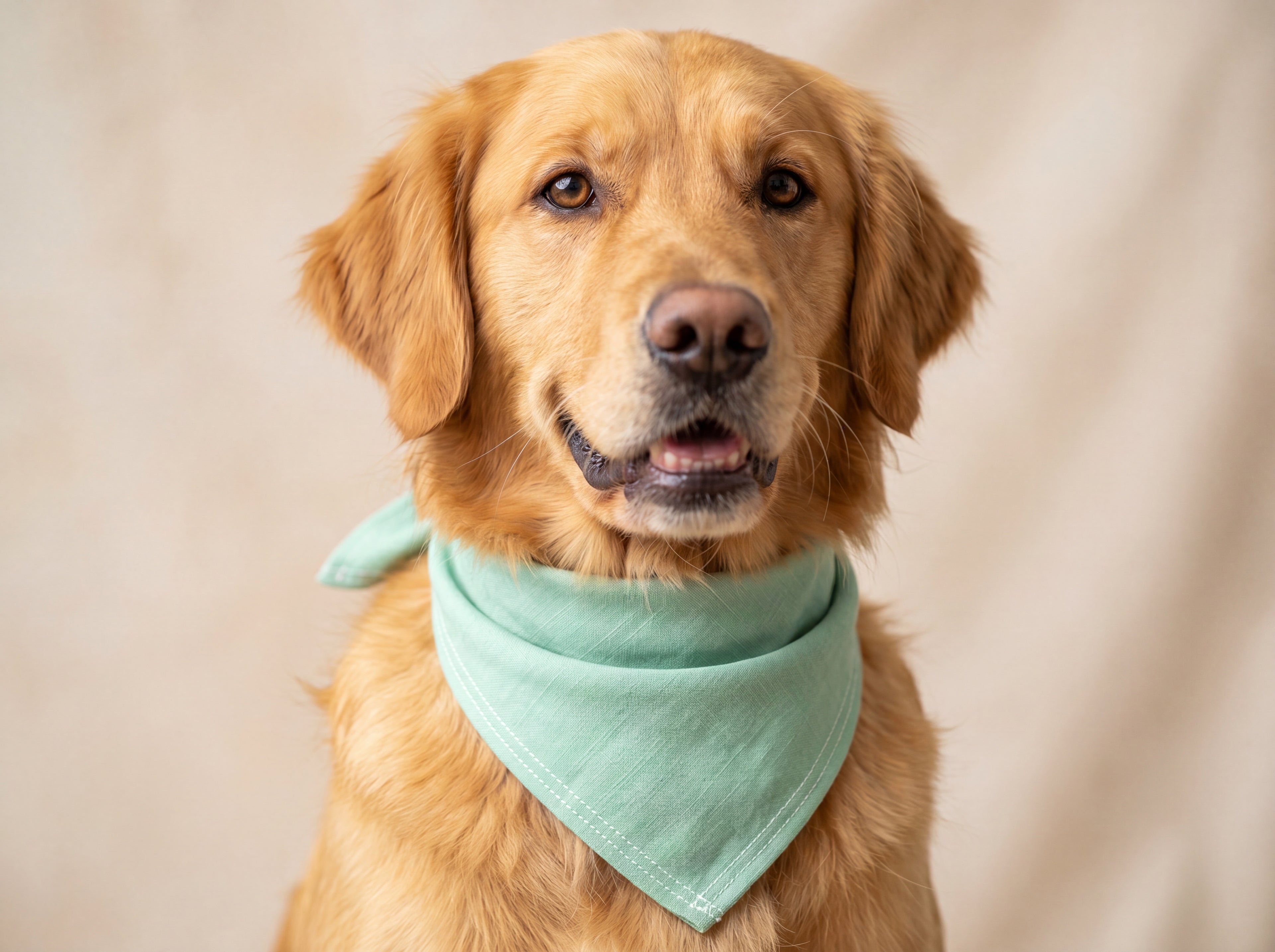 Mint Green Golden Retriever Bandana | Cute Goldie Dog Bandana | Pet Lover Gift