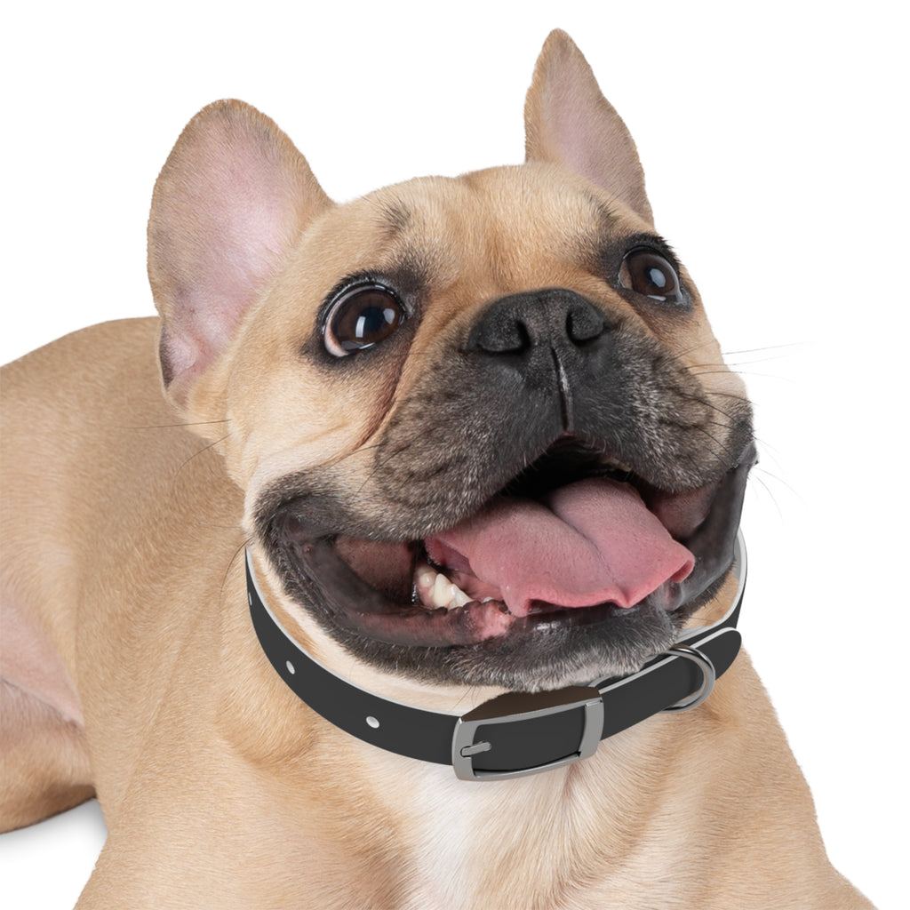 Personalized Dachshund Dog Collar | Custom Name Pet Collar | Sausage Dog Gift