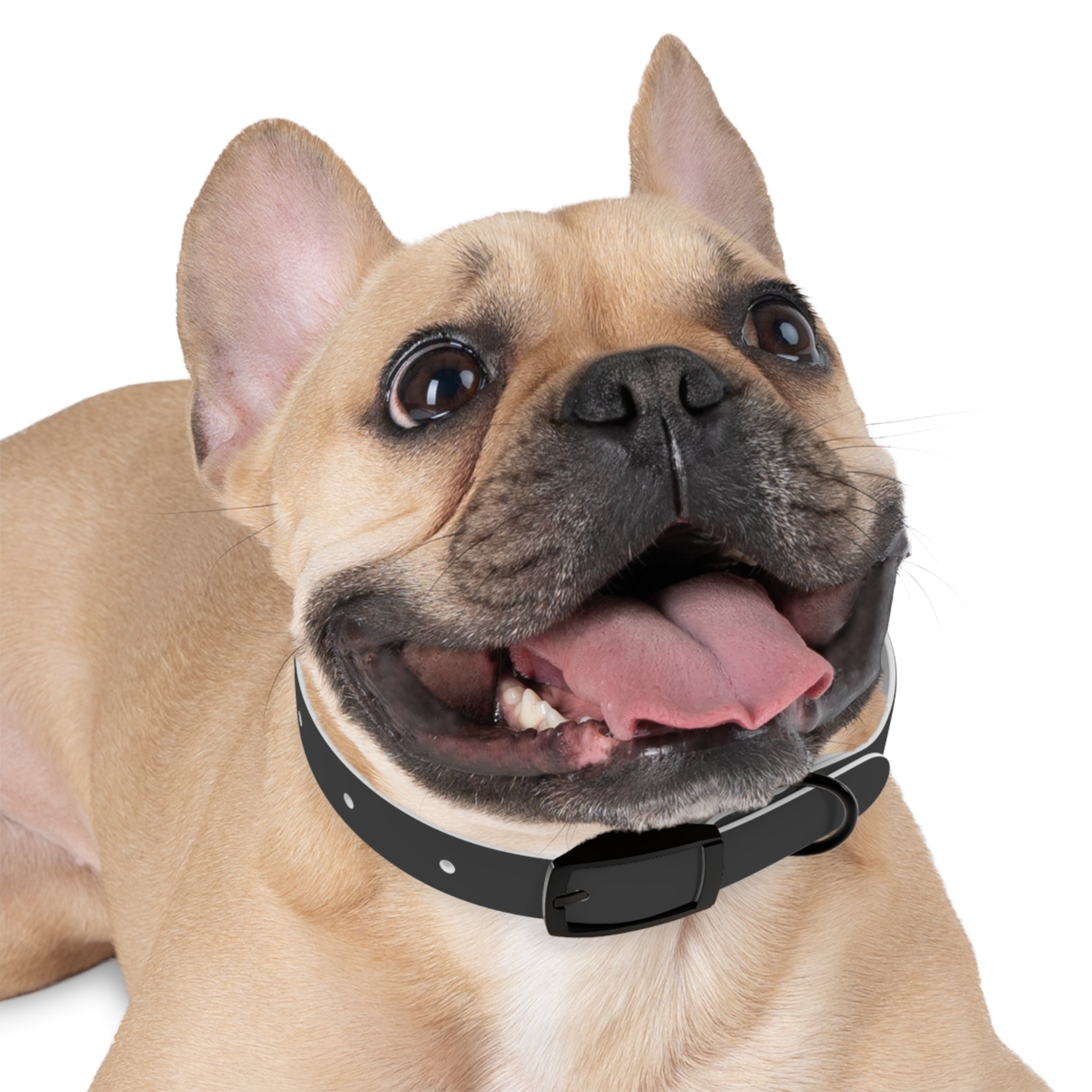 Personalized Dachshund Dog Collar | Custom Name Pet Collar | Sausage Dog Gift