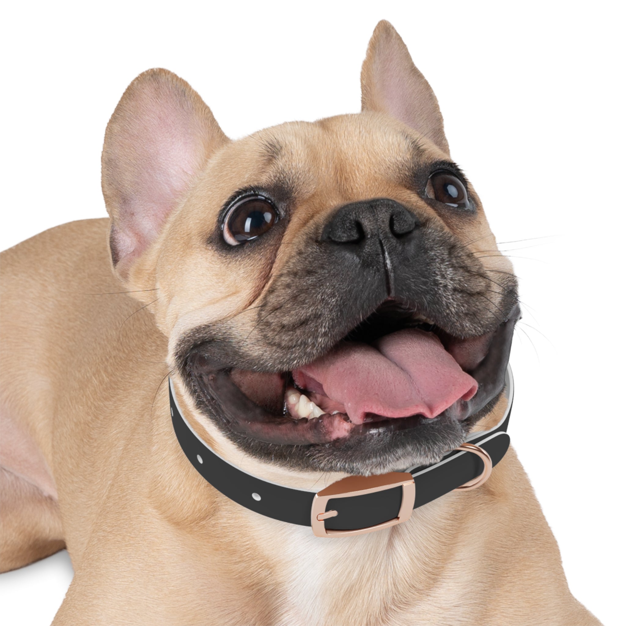 Personalized Dachshund Dog Collar | Custom Name Pet Collar | Sausage Dog Gift